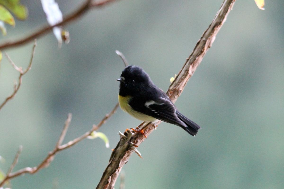 Tomtit (Petroica macrocephala)
